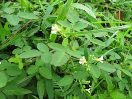 Image result for Oxalis barrelieri