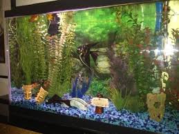 Maybe you would like to learn more about one of these? Aquarium Decorations Ratemyfishtank Com