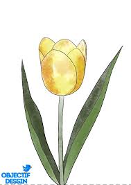 J'ai choisi un dessin de tulipe facile que tu pourras colorier ensuite aux crayons, aux feutres ou à la peinture (comme la gouache ou l'aquarelle). Un Dessin De Tulipe Facile Objectif Dessin