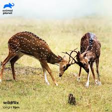 Maybe you would like to learn more about one of these? Animal Planet India A Twitter Dive Deep Into The Wilderness Of Karnataka Across Different Landscapes Exploring Different Species Of Wild Animals Filmed Over A Span Of 3 Years This Documentary Gives You