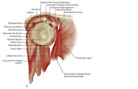 Diagram of normal bursae surrounding the shoulder joint: Capsule And Bursa Msk Learning Portfolio Helen Wismer