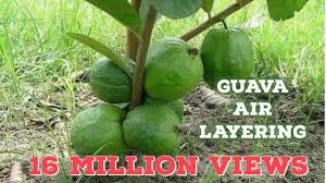 Resources for more information on all aspects of fruit trees—selecting and planting a bare root, pruning, controlling pests, and even how to preserve your harvest—browse our videos and articles in fruit tree central. Guava Tree Air Layering Propagation With Cocopeat Youtube