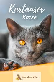 Auch Dem Die Diekartauser Eine Franzosische Katzeist Nam Rassekatze Unter Die Kartauser Katze Ist Eine Franzosisc Animals Chartreux British Shorthair