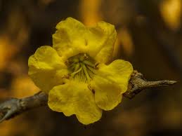 Image result for Rhigozum brevispinosum