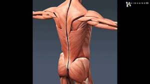 New users enjoy 60% off. Human Female Anatomy Body Muscles Skeleton Internal Organs And Lymphatic 3d Model From Creative Youtube