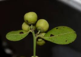 Image result for Scutia