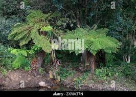 Image result for Cyathea capensis