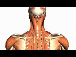 Http Www Anatomyzone Com 3d Anatomy Tutorial Using Zygote Body Http Www Zygotebody Com On The Interm Neck Muscle Anatomy Muscle Anatomy Muscle Diagram