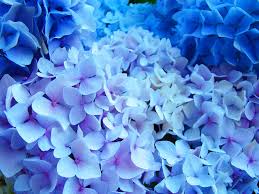 Greentime 3 pack artificial blue hydrangea flowers faux 17.7 inches hydrangea stems for wedding bouquet party home centerpiece decor. Flower Photography Print Hydrangea Flower Photo Hydrangea Photography Picture Floral Wall Art Print Color Photography Safarni Org
