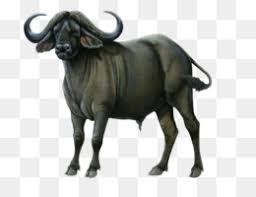 Download in under 30 seconds. African Buffalo Png African Buffalo 2d Drawings African Buffalo Drawing African Buffalo Toys African Buffalo Coloring Pages African Buffalo Red African Buffalo Home African Buffalo Food African Buffalo Coloring African Buffalo Drawing African Buffalo