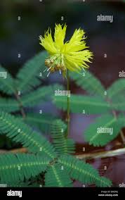 Image result for Neptunia oleracea