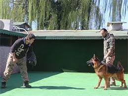 Alman Kurdu Benim Icin Uygun Kopek Mi Kopek Alman Coban Kopegi Kopek Egitimi