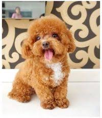 Check spelling or type a new query. Mini Toy Poodle Puppy For Sale Toy Poodle Full Grown Toypoodlefullgrown In 2021 Toy Poodle Puppies Mini Poodle Puppy Poodle Puppies For Sale