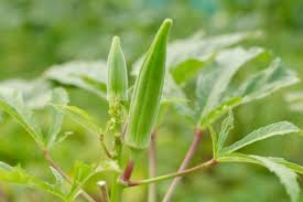 オクラの栽培 種まき 苗植え プランターの育て方は Horti ホルティ By Greensnap