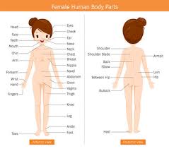 Download human body parts stock photos. Female Human Anatomy External Organs Body Physiology Structure Medical Profession Morphology Healthy Stock Vector Adobe Stock