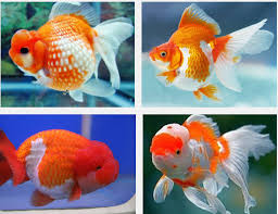 We did not find results for: Jenis Ikan Mas Koki Terbaik Dan Terbesar Serta Termahal