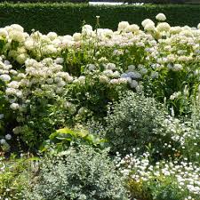 Ein garten dessen leitfarbe weiss ist. Weisser Garten