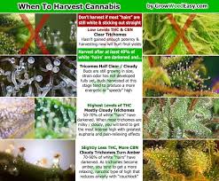 Trichome Chart When To Harvest