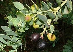 Image result for Osyris compressa