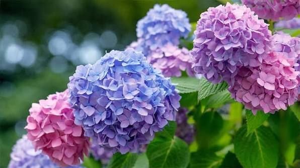 A Guide to Hydrangeas | Estabrook's