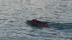 Nonostante possa sembrare paradossale, non è così insolito trovare dei cinghiali in mare. In Calabria I Cinghiali Nuotano In Mare