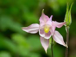 These shade plants produce gorgeous pendulous flowers, making them ideal for hanging baskets. Plants For Dry Shade The Best Varieties Growing Advice Saga