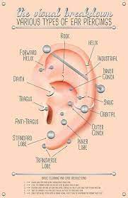 Ear Piercing Chart Poster By Jarrod Vandenberg Jewelry Ear Piercings Chart Piercing Chart Ear Piercings Rook
