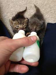 New Born Noms Cats Cute Animals Kittens
