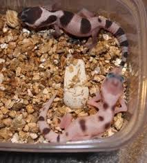 Check spelling or type a new query. Meilensteine