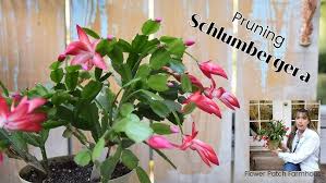 Additionally, it's also good to prune your christmas cactus. Prune Your Schlumbergera Christmas Thanksgiving Cactus Youtube