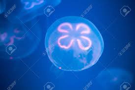 Riesen-Qualle in der Tiefsee: Forscher filmen zehn Meter große Meduse