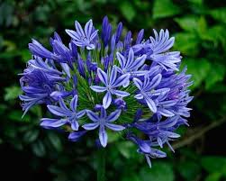 Image result for Agapanthus praecox