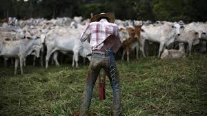 Descaler kettle coffee machine iron cleaning tablets powder limescale remover. Uk Stores Sell Beef From Company Charged With Amazon Deforestation Quartz