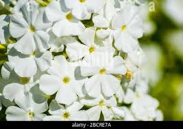 Image result for Englerina inaequilatera