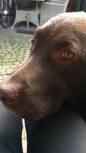 Pin By Ann Marie Delisi On Labs Labrador Dog Chocolate Lab Puppies Labrador Puppy