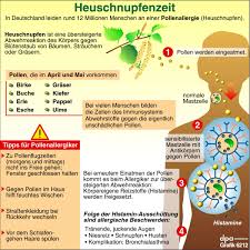 Bei einer allergie sollte der tierarzt entscheiden, ob eine therapie notwendig ist. Immer Mehr Altere Menschen Leiden Unter Pollenallergie Gesundheit