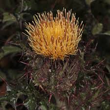 Check spelling or type a new query. Cirsium Horridulum Bristle Thistle Bull Thistle Horrid Thistle Purple Thistle Spiny Thistle Yellow Thistle North Carolina Extension Gardener Plant Toolbox