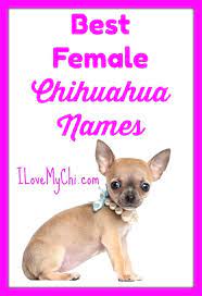 Below is a list of some unique dog names female dogs are sometimes named after. Pin By Dogmylove On Chihuahua Chihuahua Names Teacup Chihuahua Puppies Girl Dog Names