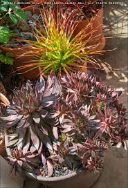 Image result for Ursinia montana