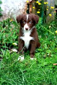 All Black Border Collie Puppy For Sale Red White Border Collie Puppy Collie Puppies Dog Breeds White Border Collie