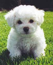 Bichon Frise Puppy Bichon Frise Puppy Bichon Frise Dogs Bichon Frise