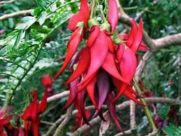 Image result for Crabbea velutina