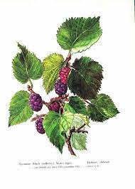 Pin By Katie Nelson On Mulberry Botanical Prints Plant Tattoo Plant Illustration