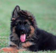 I am looking for a family or couple who can take on the challenge of a large breed intelligent shepherd. Garg Pet Shop Home Facebook