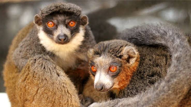 Meet mongoose lemur Mercedes - The Lemur Conservation Foundation