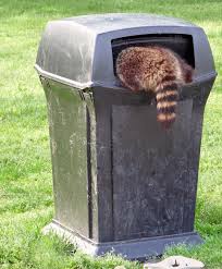Waschbaren Vertreiben Waschbar Vertreiben Natur Tiere