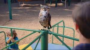 Owl commercials have been around a long time. America S Best Contacts And Eyeglasses Tv Commercial Playground Ispot Tv