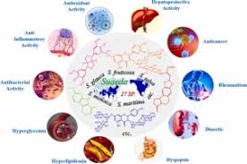 Image result for Suaeda sp. B