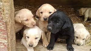 Lab Puppies Lab Puppies Pet Dogs Puppies Puppies