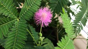 Sinaran di wajahmu bagai daun semalu. Mimosa Sedih Mimosa Pudica Perihal Tumbuhan Penanaman Dan Penjagaan Di Rumah